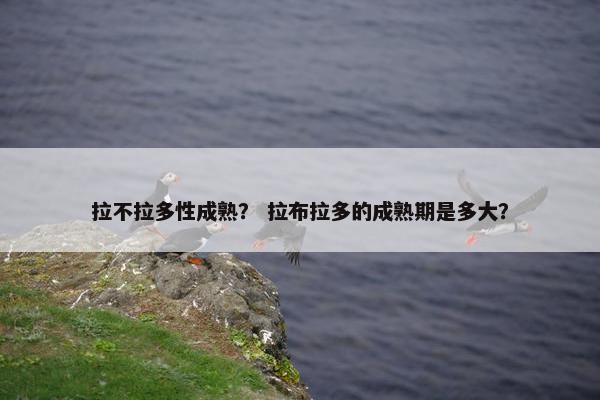 拉不拉多性成熟？ 拉布拉多的成熟期是多大？