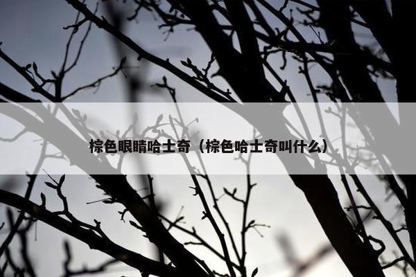 棕色眼睛哈士奇（棕色哈士奇叫什么）