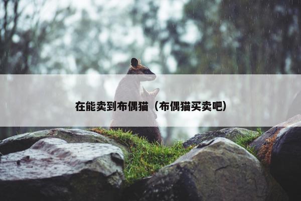 在能卖到布偶猫（布偶猫买卖吧）