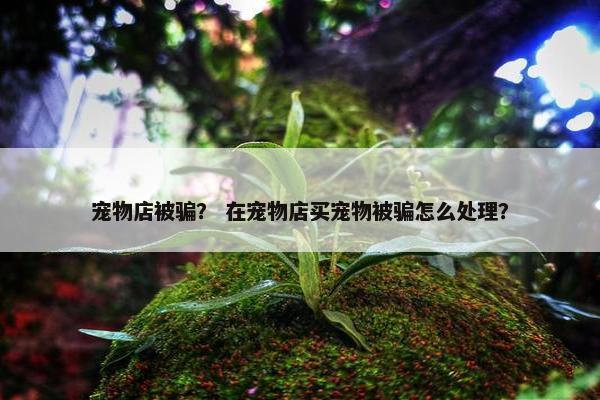 宠物店被骗？ 在宠物店买宠物被骗怎么处理？