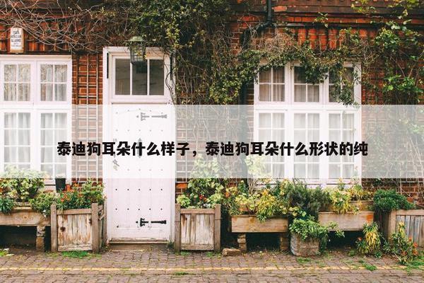 泰迪狗耳朵什么样子，泰迪狗耳朵什么形状的纯