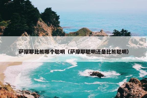 萨摩耶比熊哪个聪明（萨摩耶聪明还是比熊聪明）