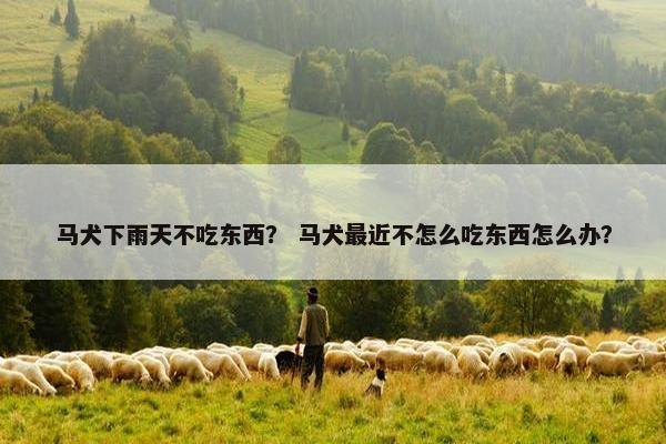 马犬下雨天不吃东西？ 马犬最近不怎么吃东西怎么办？