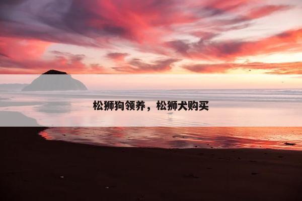 松狮狗领养，松狮犬购买