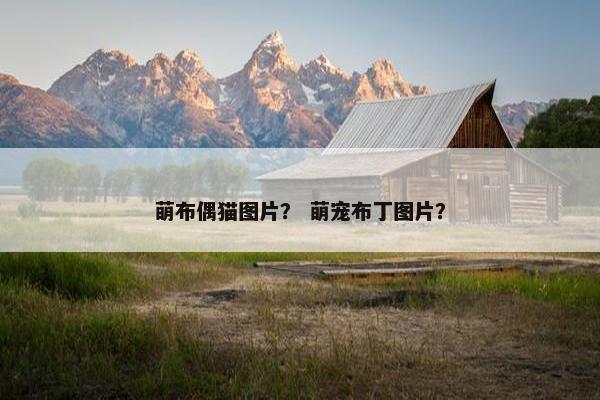 萌布偶猫图片？ 萌宠布丁图片？