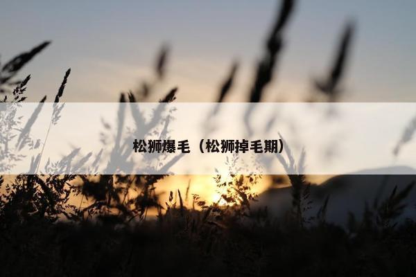 松狮爆毛（松狮掉毛期）