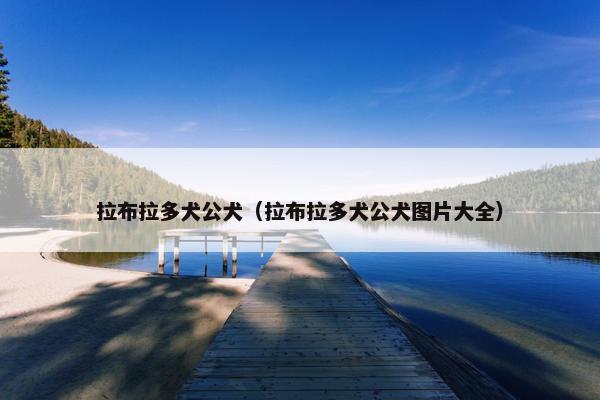 拉布拉多犬公犬（拉布拉多犬公犬图片大全）