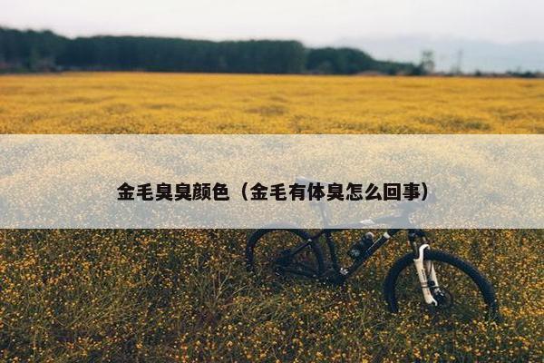 金毛臭臭颜色（金毛有体臭怎么回事）