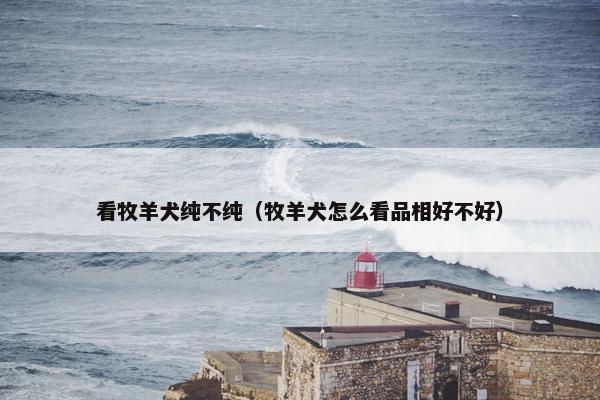 看牧羊犬纯不纯（牧羊犬怎么看品相好不好）