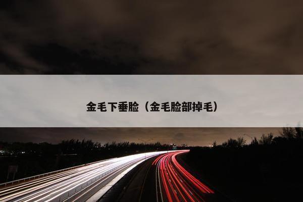 金毛下垂脸（金毛脸部掉毛）