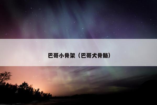 巴哥小骨架（巴哥犬骨骼）