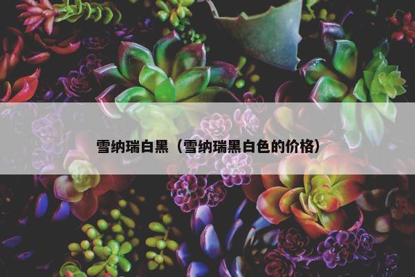 雪纳瑞白黑（雪纳瑞黑白色的价格）