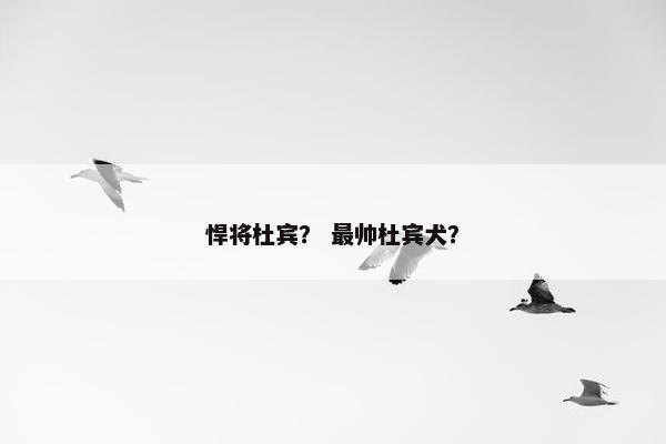 悍将杜宾？ 最帅杜宾犬？