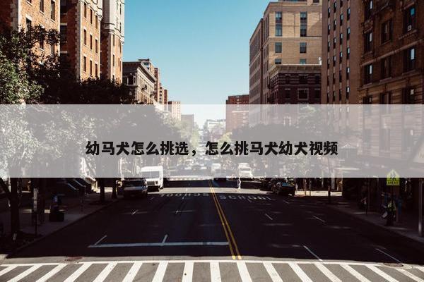 幼马犬怎么挑选，怎么挑马犬幼犬视频