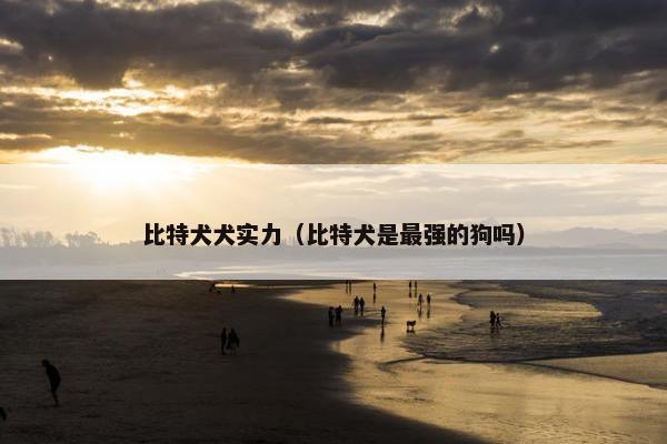 比特犬犬实力（比特犬是最强的狗吗）