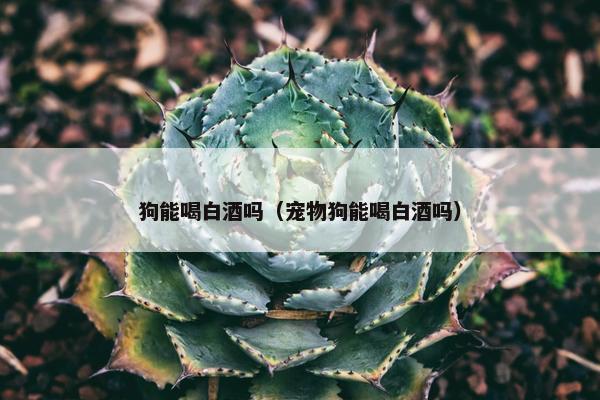 狗能喝白酒吗（宠物狗能喝白酒吗）