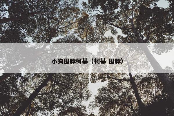 小狗围脖柯基（柯基 围脖）