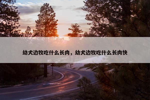 幼犬边牧吃什么长肉，幼犬边牧吃什么长肉快