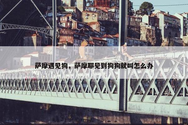 萨摩遇见狗，萨摩耶见到狗狗就叫怎么办
