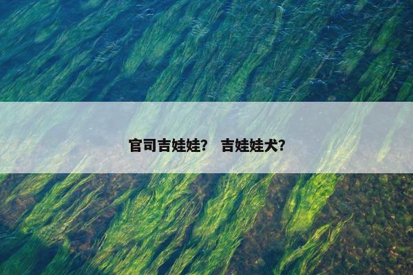官司吉娃娃？ 吉娃娃犬？