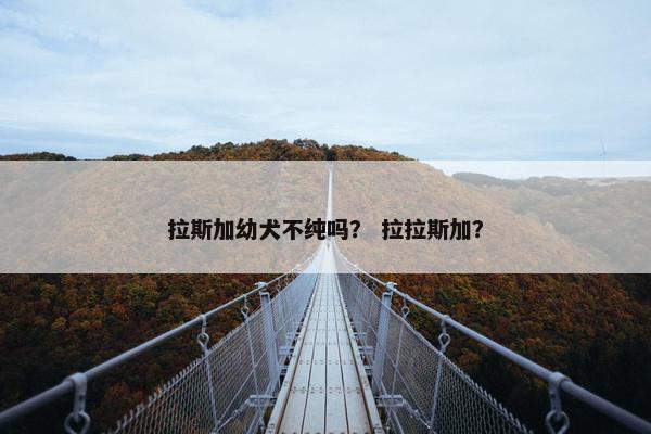 拉斯加幼犬不纯吗？ 拉拉斯加？