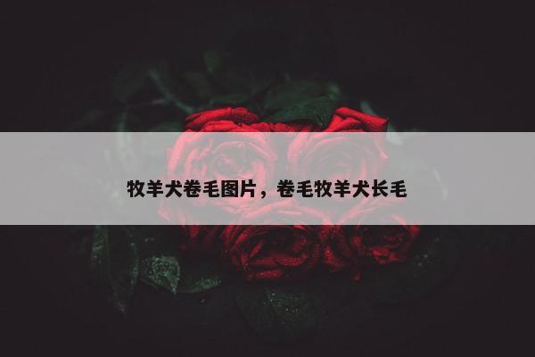 牧羊犬卷毛图片，卷毛牧羊犬长毛