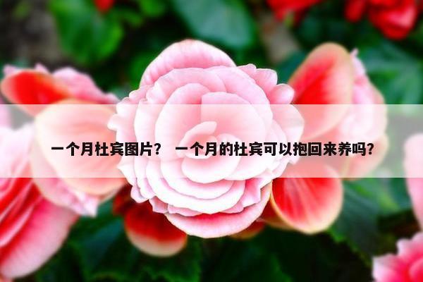 一个月杜宾图片？ 一个月的杜宾可以抱回来养吗？