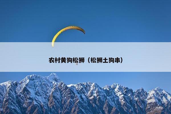 农村黄狗松狮（松狮土狗串）