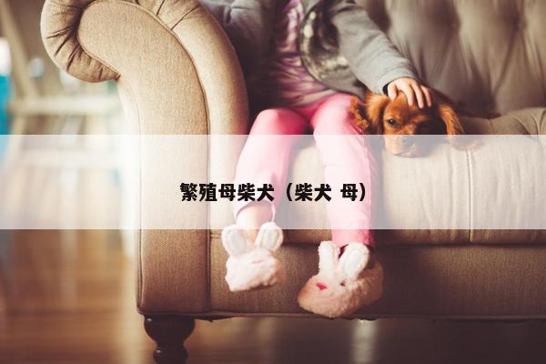 繁殖母柴犬（柴犬 母）
