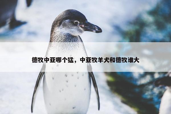 德牧中亚哪个猛，中亚牧羊犬和德牧谁大
