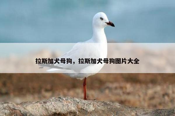 拉斯加犬母狗，拉斯加犬母狗图片大全
