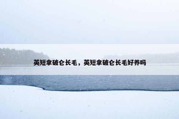 英短拿破仑长毛，英短拿破仑长毛好养吗
