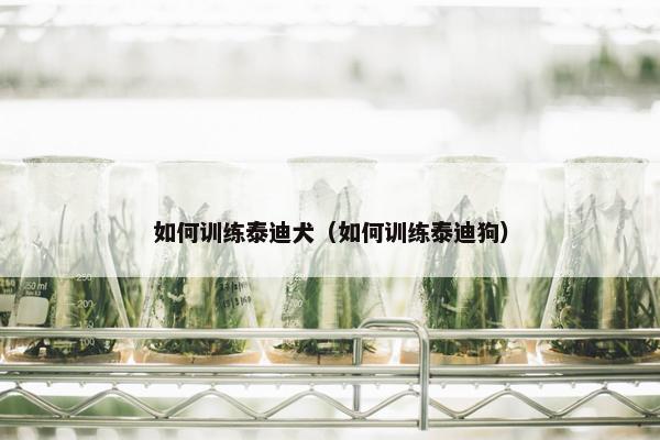 如何训练泰迪犬（如何训练泰迪狗）