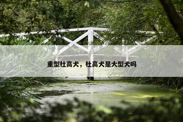重型杜高犬，杜高犬是大型犬吗