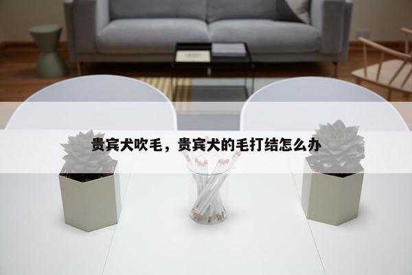 贵宾犬吹毛，贵宾犬的毛打结怎么办