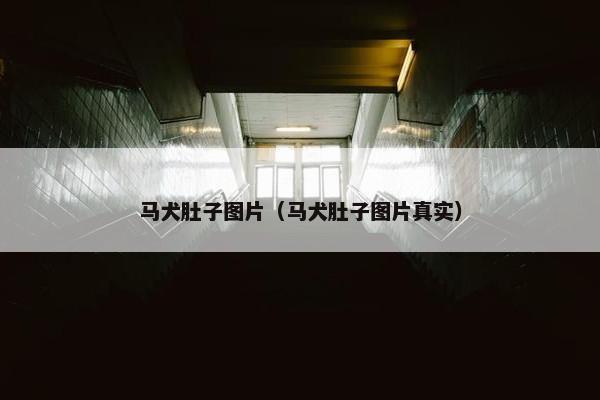 马犬肚子图片（马犬肚子图片真实）