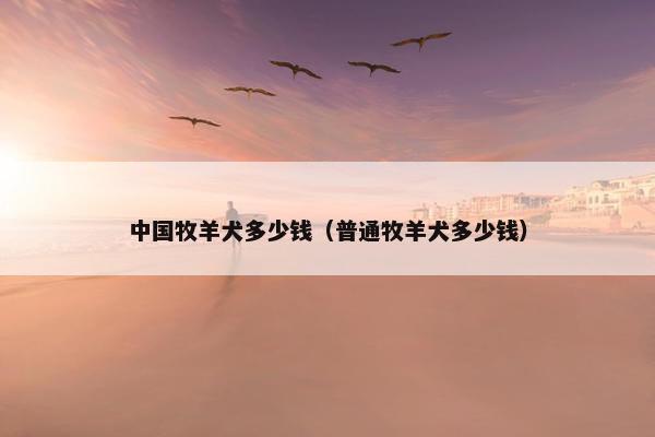 中国牧羊犬多少钱（普通牧羊犬多少钱）