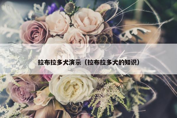 拉布拉多犬演示（拉布拉多犬的知识）