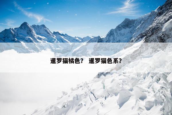 暹罗猫橘色？ 暹罗猫色系？