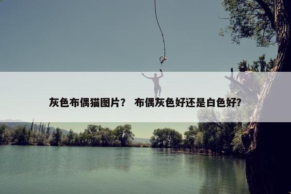 灰色布偶猫图片？ 布偶灰色好还是白色好？