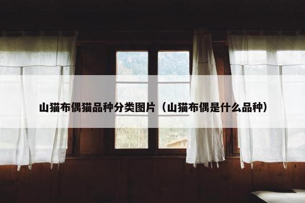 山猫布偶猫品种分类图片（山猫布偶是什么品种）