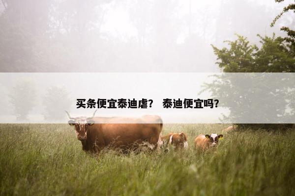 买条便宜泰迪虐？ 泰迪便宜吗？