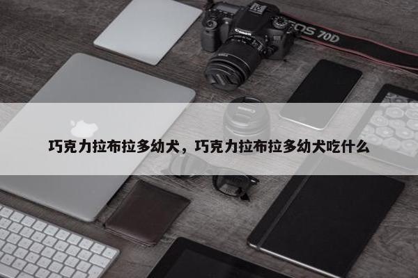 巧克力拉布拉多幼犬，巧克力拉布拉多幼犬吃什么
