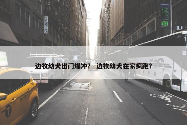 边牧幼犬出门爆冲？ 边牧幼犬在家疯跑？