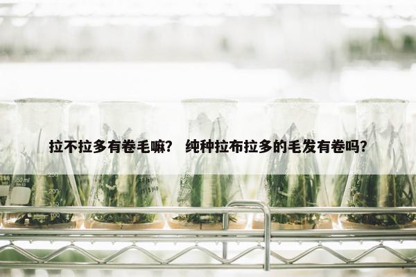 拉不拉多有卷毛嘛？ 纯种拉布拉多的毛发有卷吗？