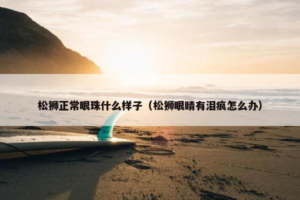 松狮正常眼珠什么样子（松狮眼睛有泪痕怎么办）