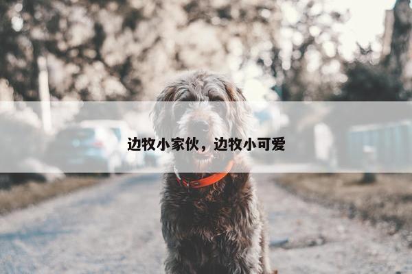 边牧小家伙，边牧小可爱