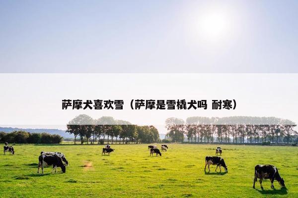 萨摩犬喜欢雪（萨摩是雪橇犬吗 耐寒）