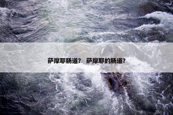 萨摩耶肠道？ 萨摩耶的肠道？