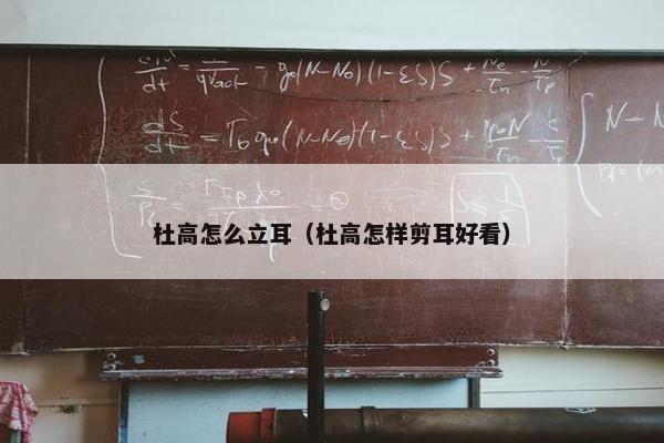 杜高怎么立耳（杜高怎样剪耳好看）